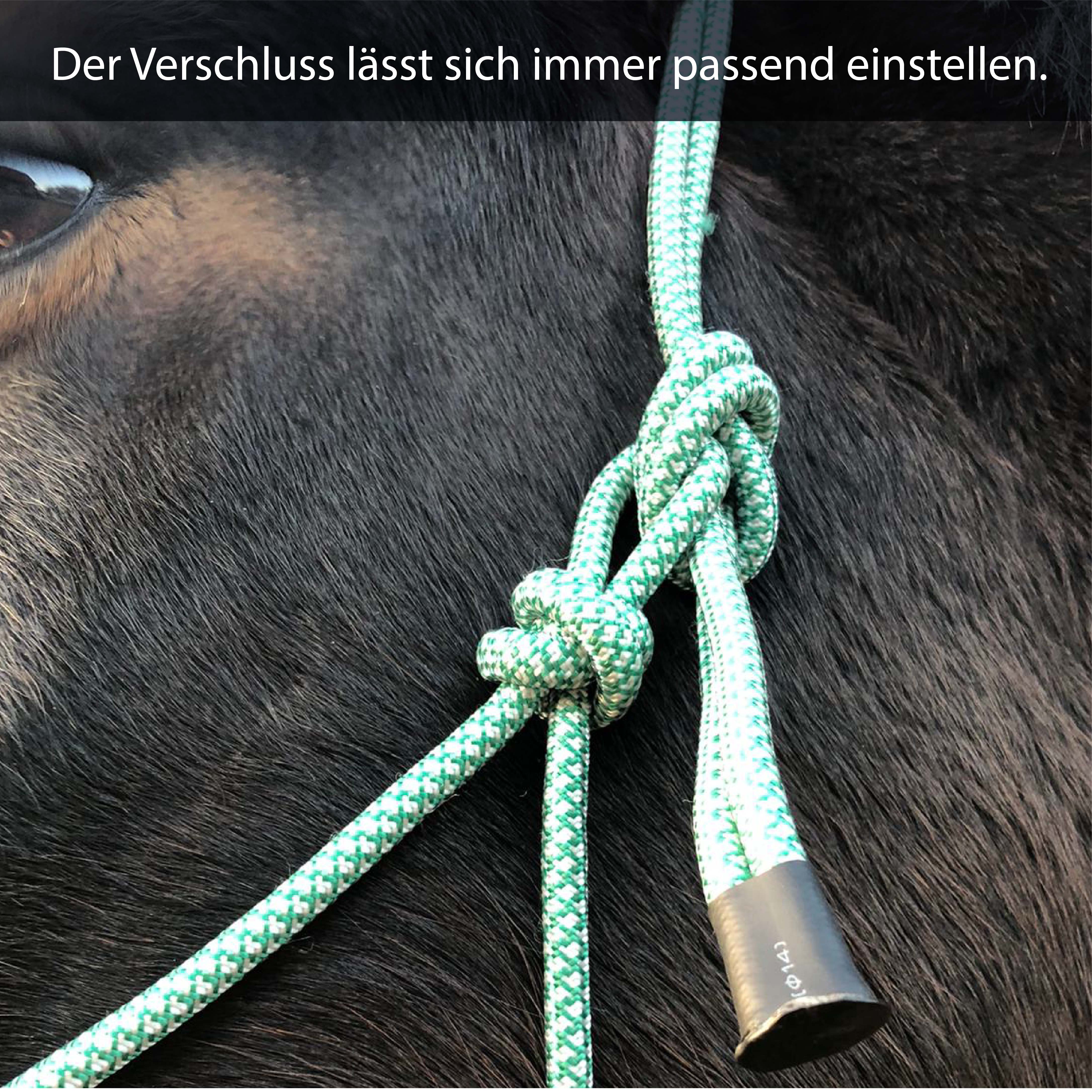 Knotenhalfter für Bodenarbeit, Trainingshalfter